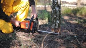 Best Hazardous Tree Removal  in Fowler, CO