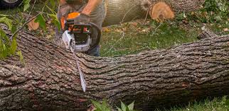 Reliable Fowler, CO  Tree Services Solutions